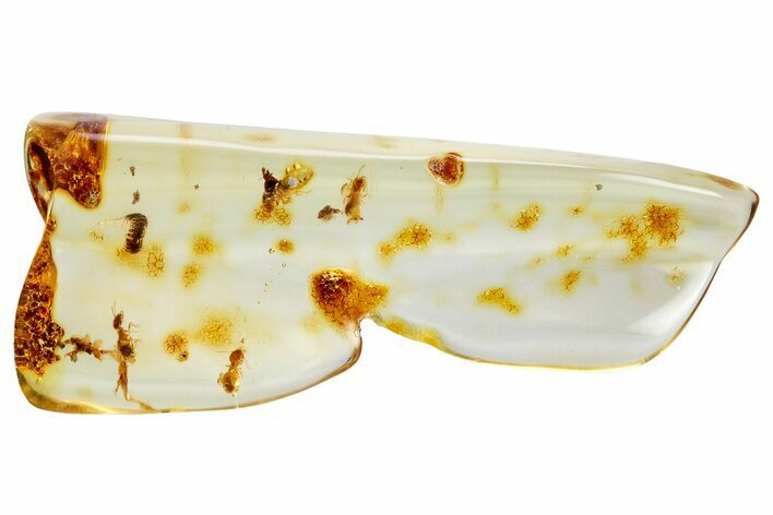 Polished Colombian Copal ( g) - Contains Millipede & Termites! #326722